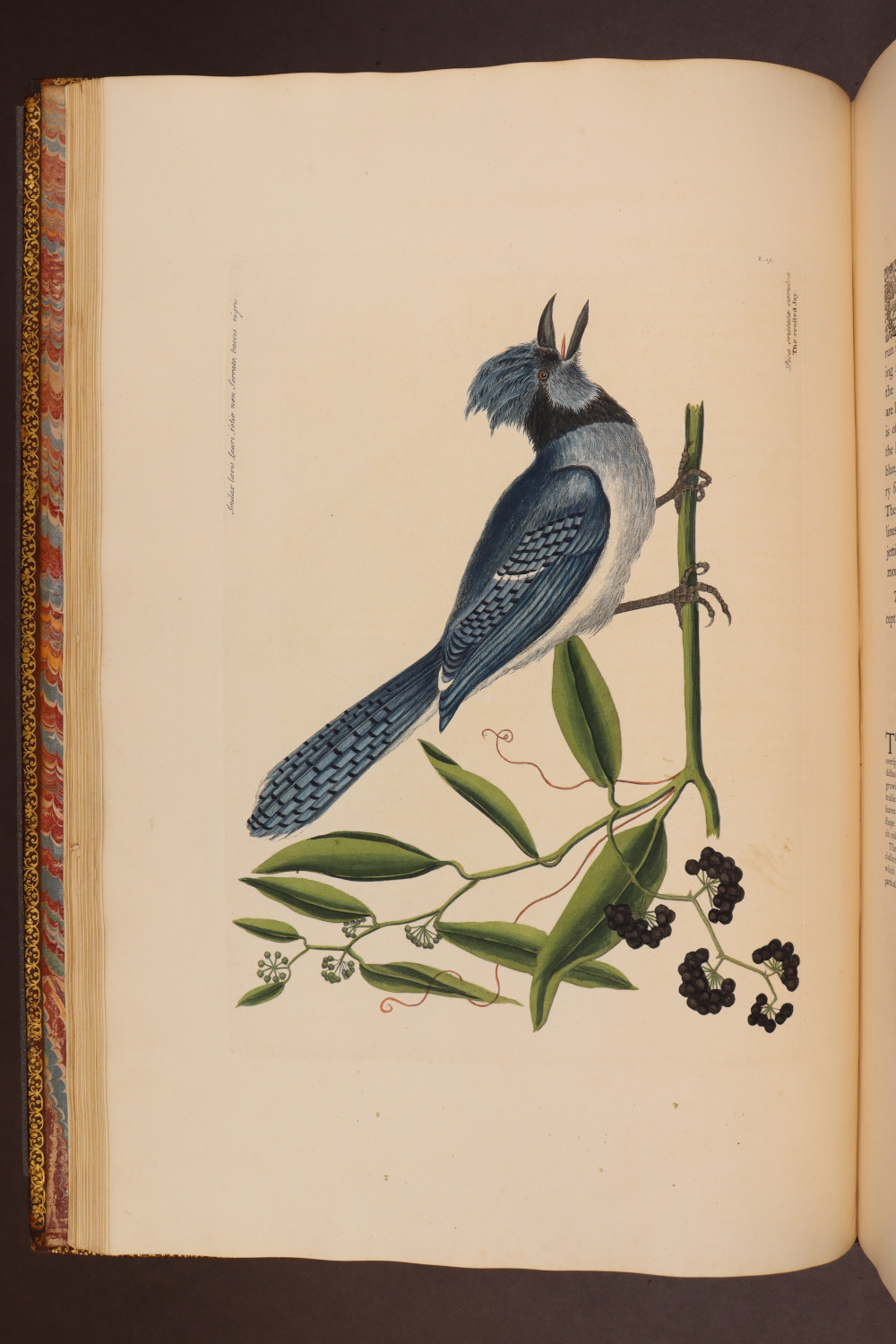 Plate 15